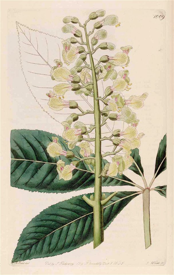 1009 Aesculus ×neglecta