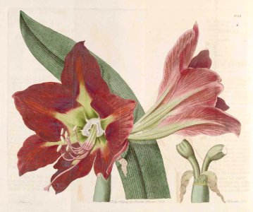 1038 Hippeastrum aulicum