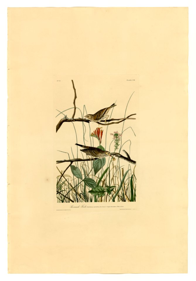 109 Savannah Finch