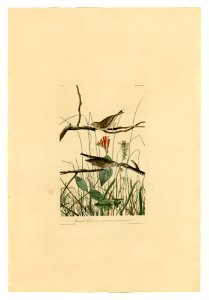109 Savannah Finch
