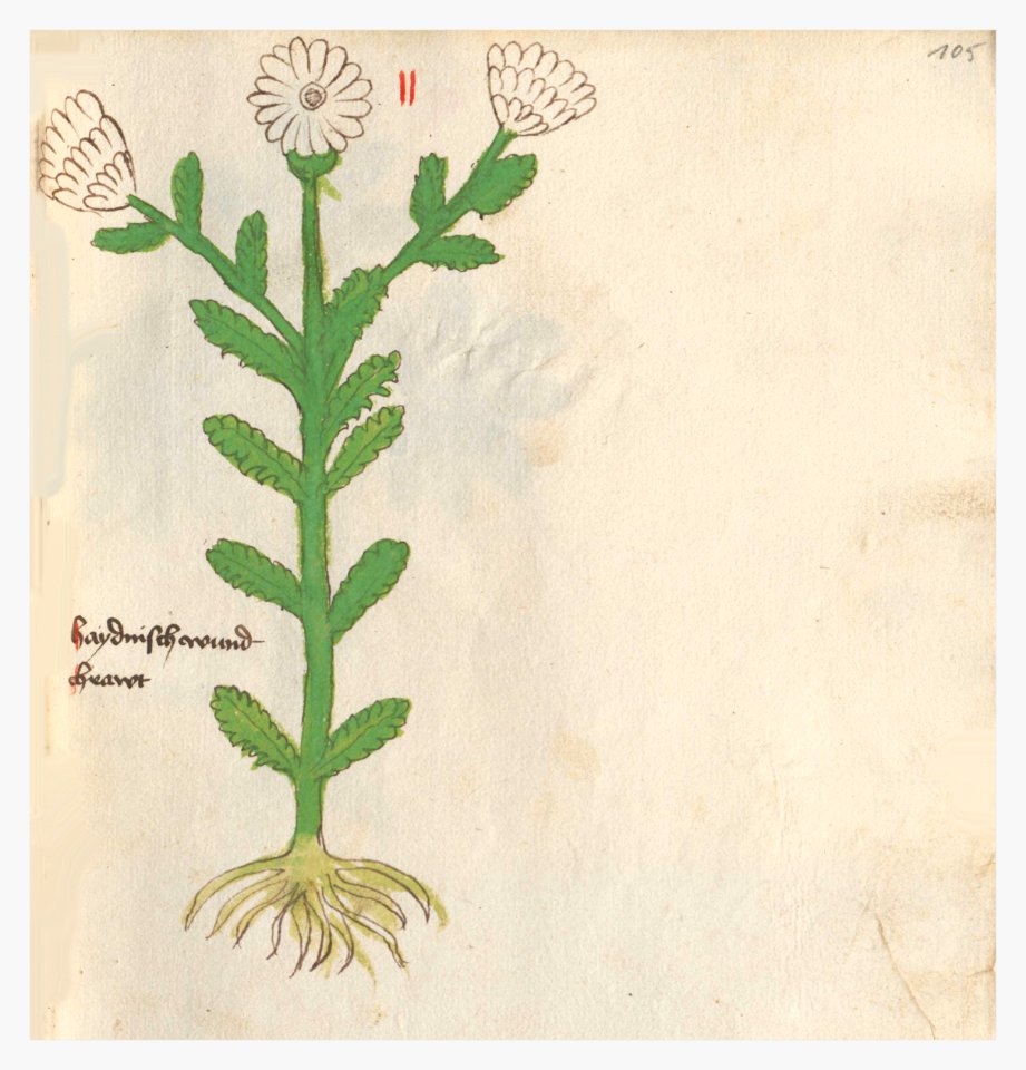 105 Auslasser Heidnisch Wundkraut