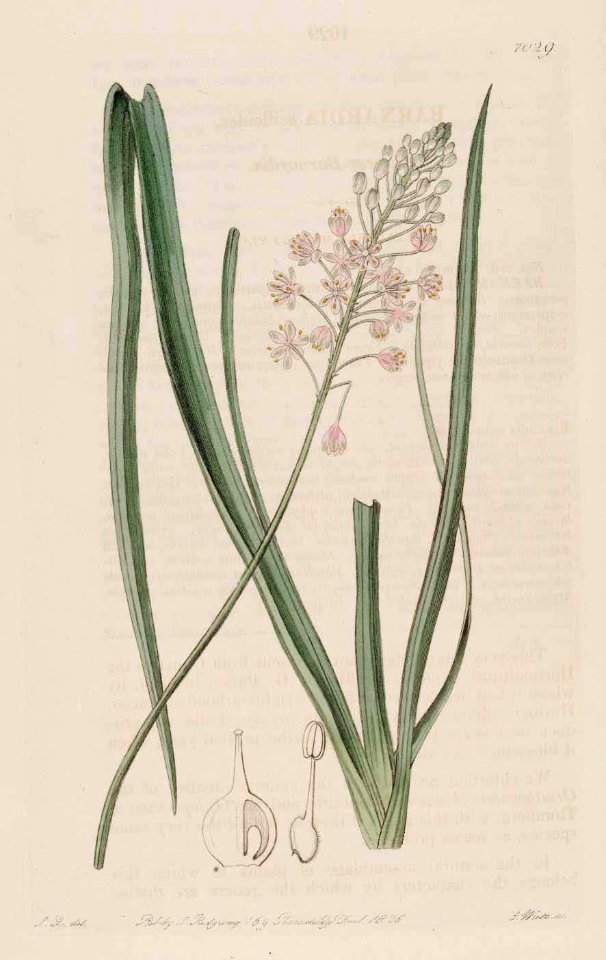 1029 Barnardia japonica