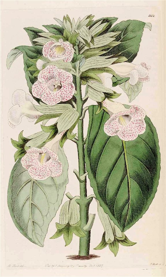 1112 Sinningia guttata