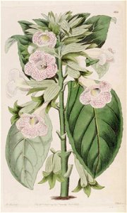 1112 Sinningia guttata