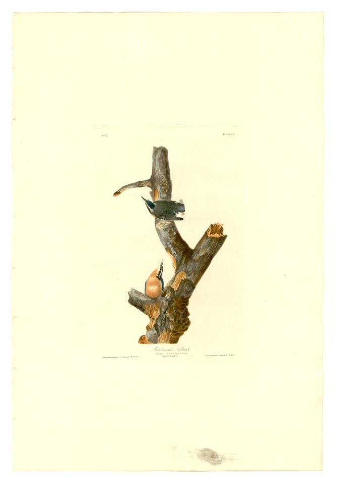 105 Red-breasted Nuthatch