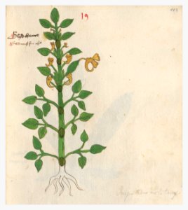 113 Auslasser Impatiens noli-tangere