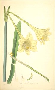11 Amaryllis solandraeflora - John Lindley - Collectanea botanica (1821). Free illustration for personal and commercial use.