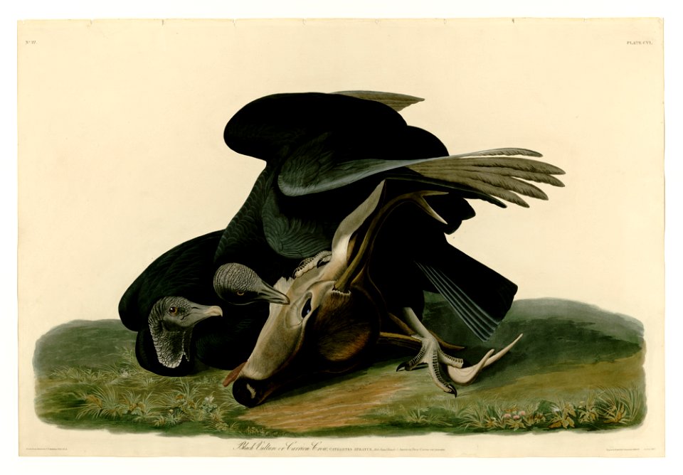 106 Black Vulture or Carrion Crow