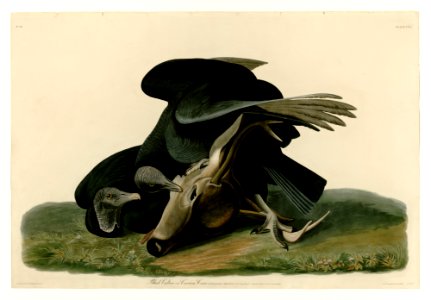 106 Black Vulture or Carrion Crow