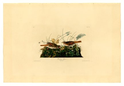 108 Fox-coloured Sparrow