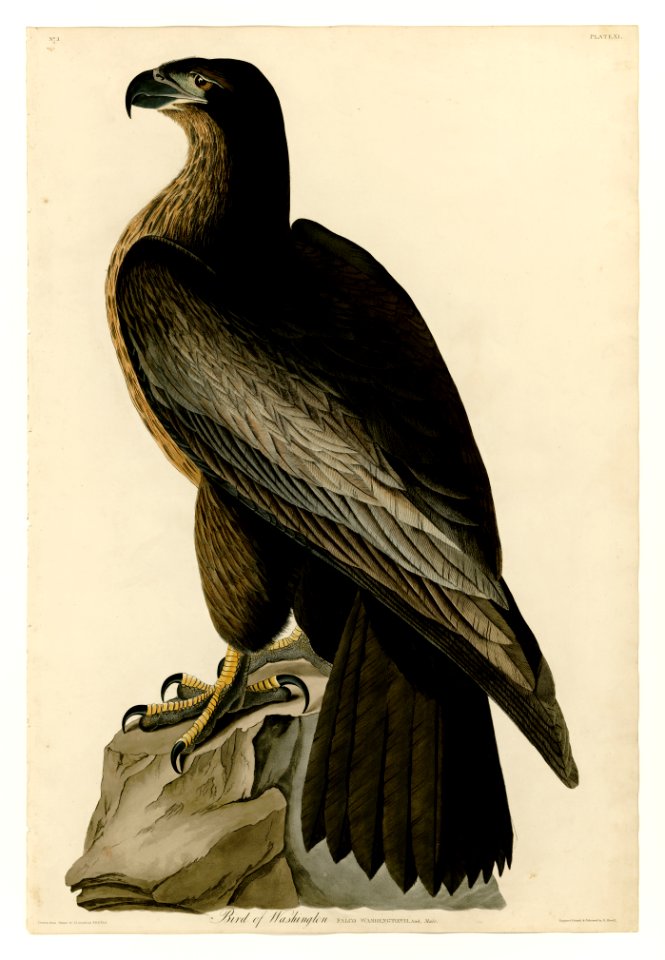 11 Bird of Washington