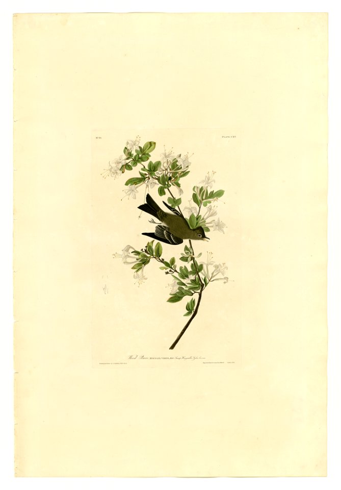 115 Wood Pewee