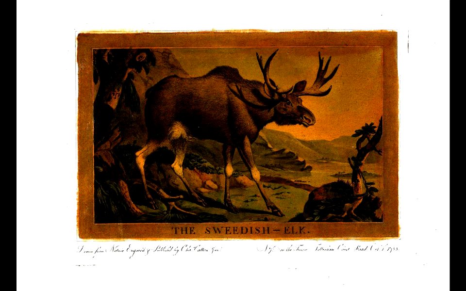 11, Elk, Charles Catton's Animals (1788)