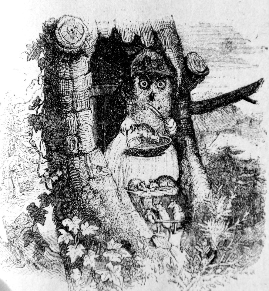 11-9-Les-souris-et-le-chat-huant