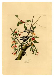 112 Downy Woodpecker