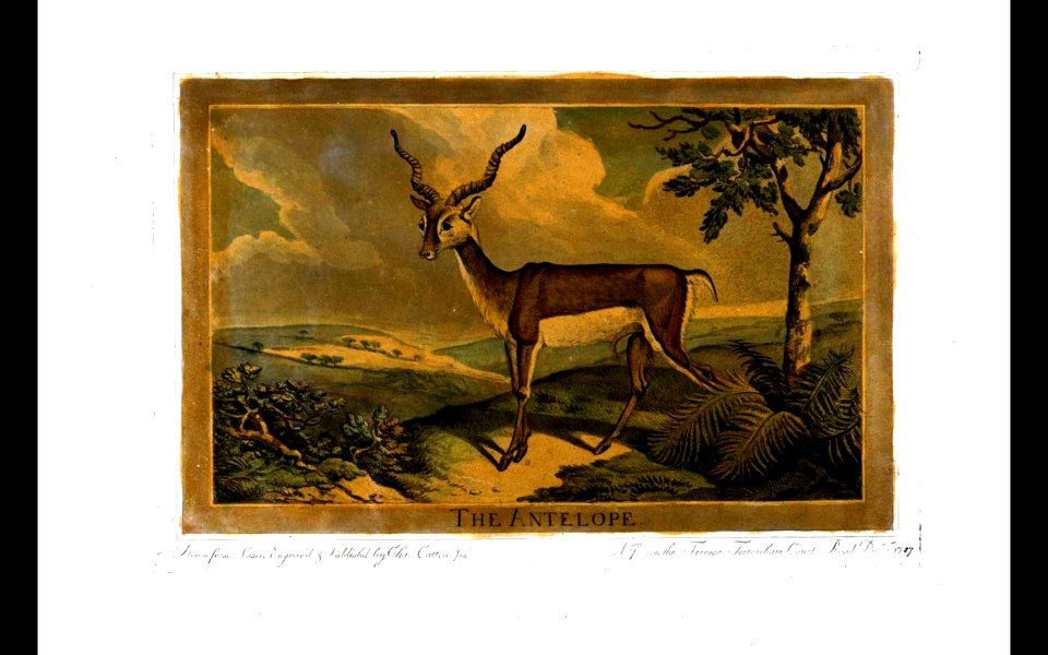 12, Antelope, Charles Catton's Animals (1788)