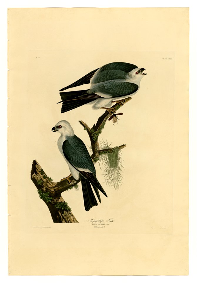 117 Mississippi Kite