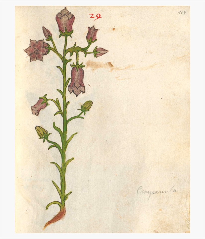 118 Auslasser Campanula