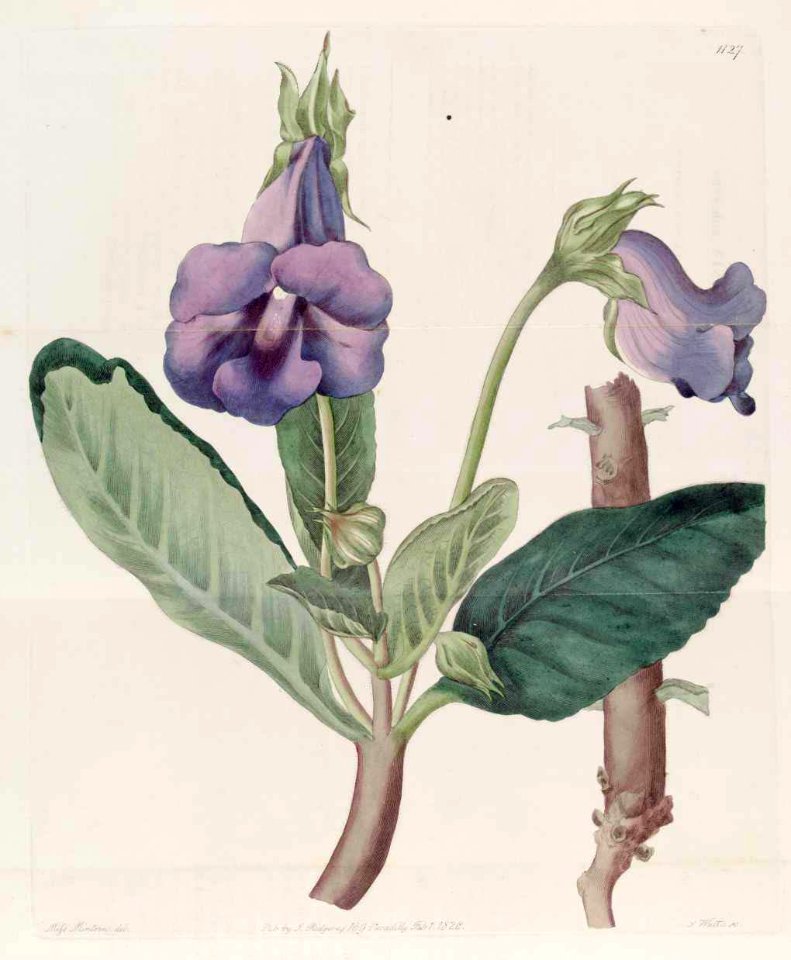 1127 Sinningia speciosa