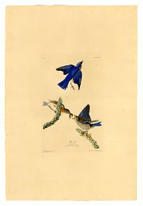 113 Blue-bird