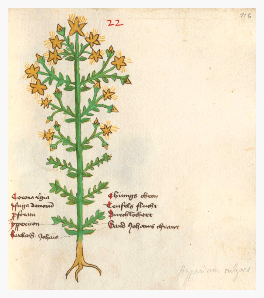 116 Auslasser Hypericum perforatum