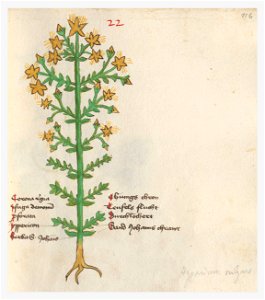 116 Auslasser Hypericum perforatum