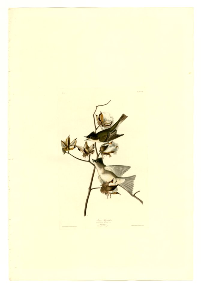 120 Pewit Flycatcher