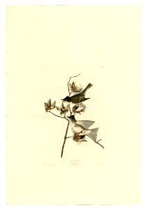 120 Pewit Flycatcher