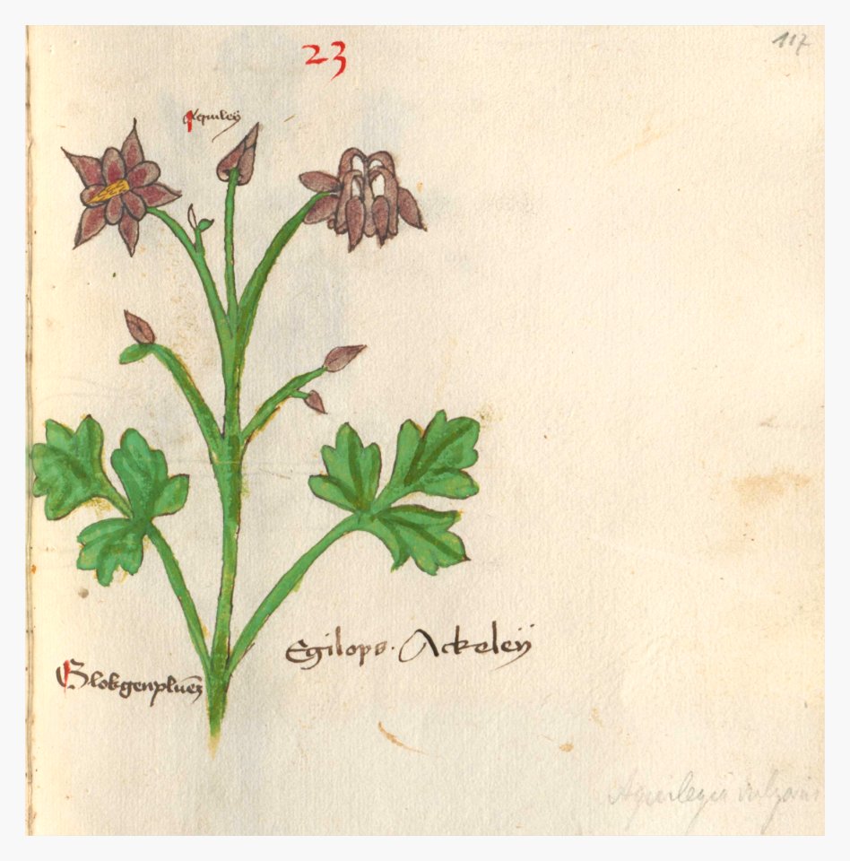 117 Auslasser Aquilegia vulgaris