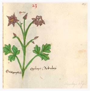 117 Auslasser Aquilegia vulgaris