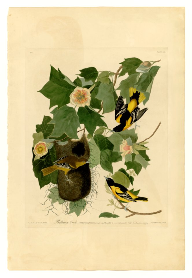 12 Baltimore Oriole