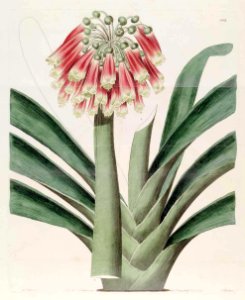1182 Clivia nobilis