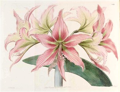 1188 Hippeastrum striatum