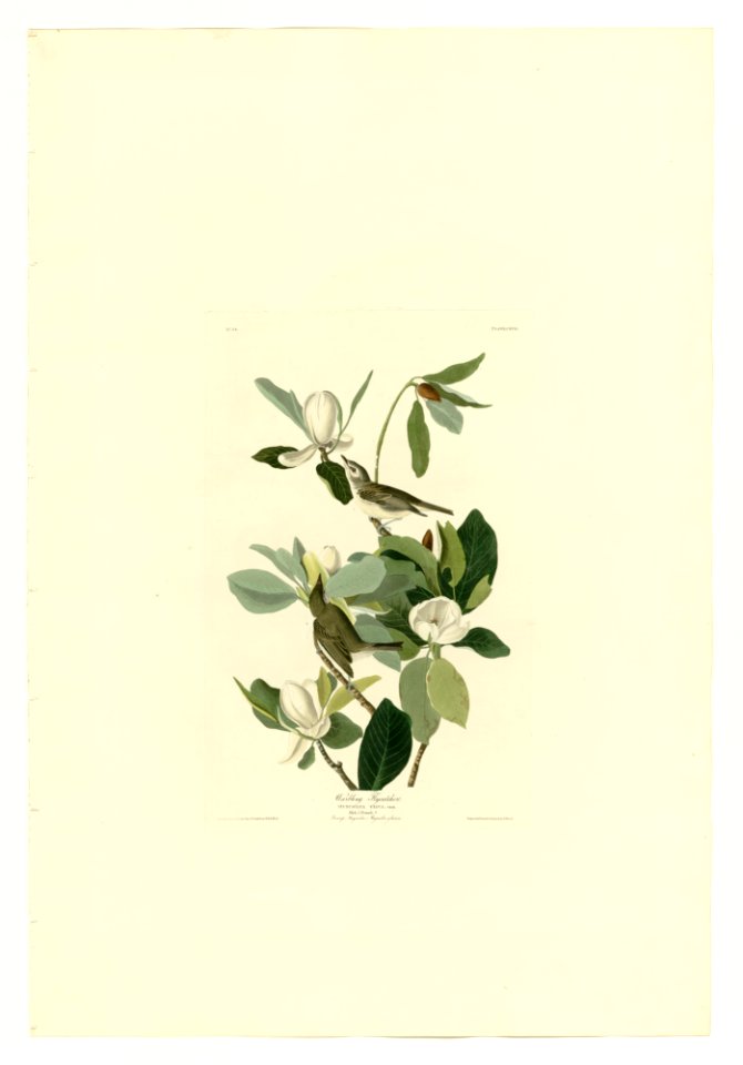 118 Warbling Flycatcher