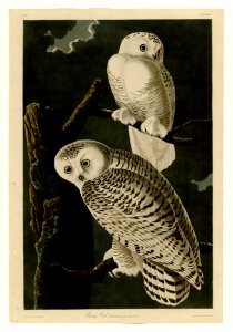121 Snowy Owl