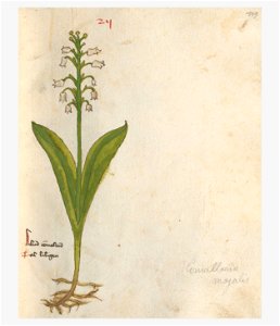 119 Auslasser Convallaria majalis