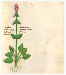 123 Auslasser Stachys officinalis