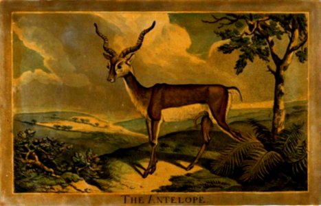 12, Antelope, Charles Catton's Animals (1788) (cropped)