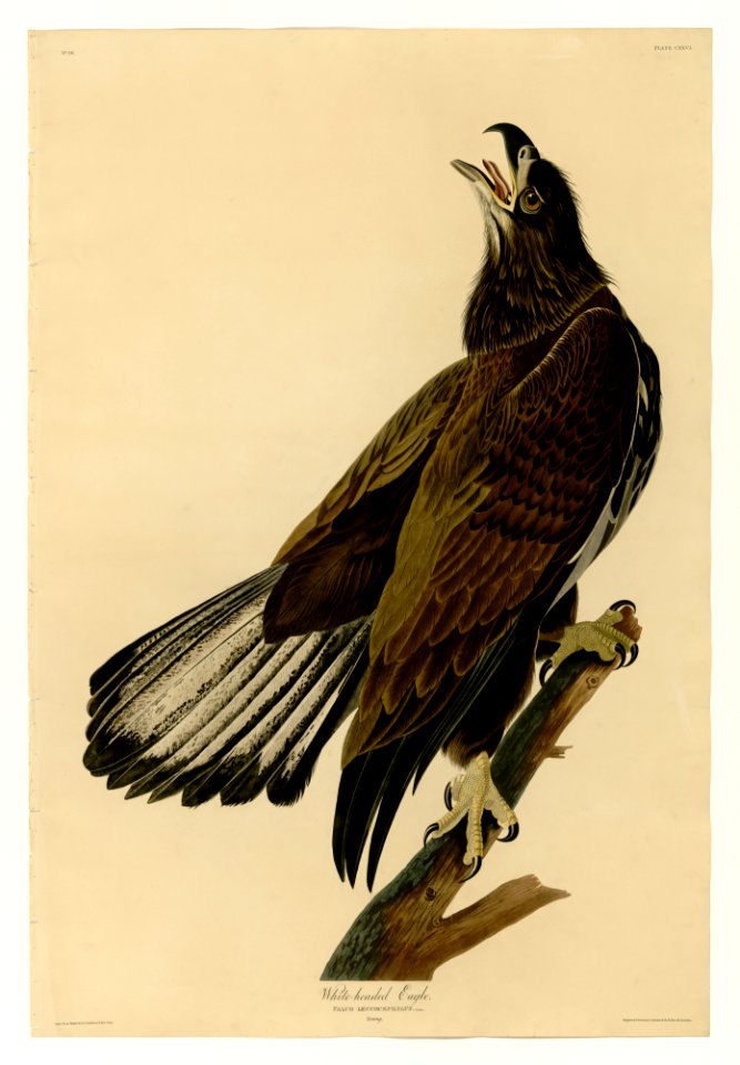 126 White-headed Eagle