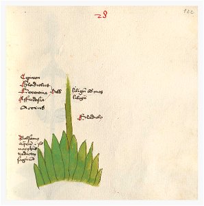 122 Auslasser Iris pseudacorus