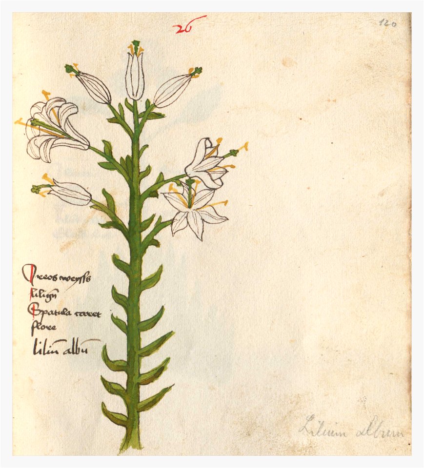 120 Auslasser Lilium candidum