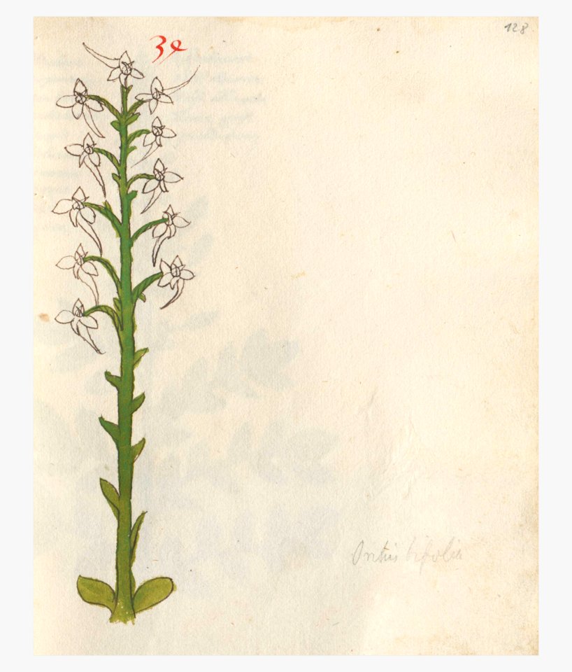 128 Auslasser Platanthera bifolia