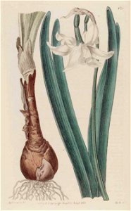 123 Narcissus × poculiformis