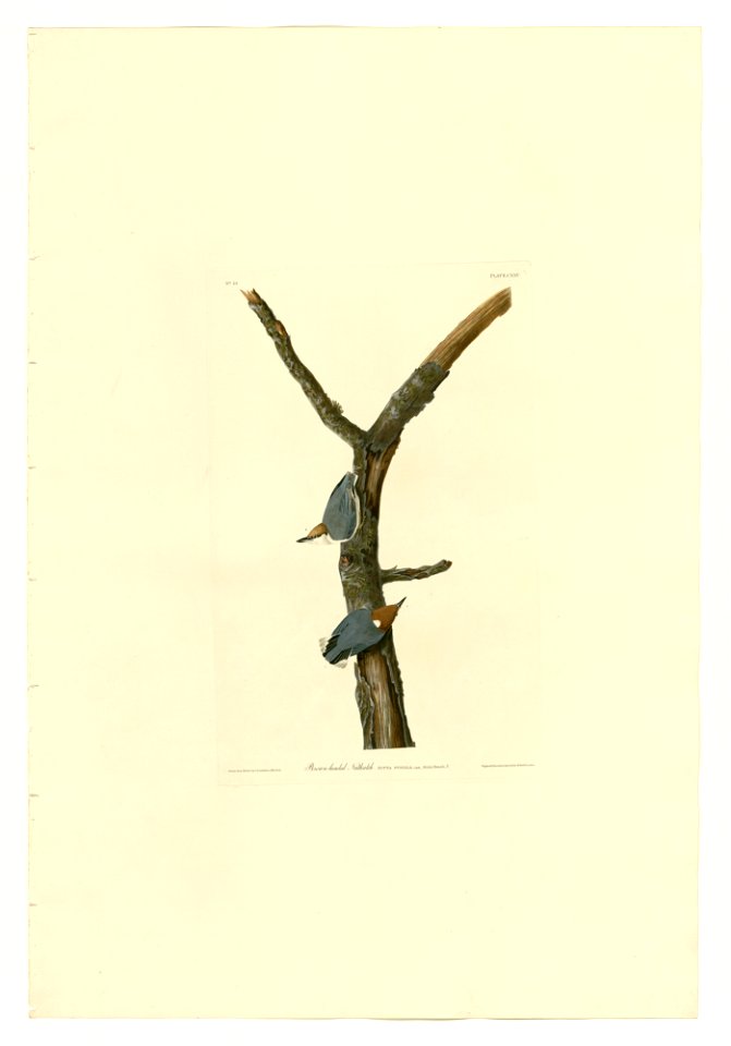 125 Brown-headed Nuthatch
