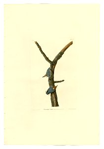 125 Brown-headed Nuthatch