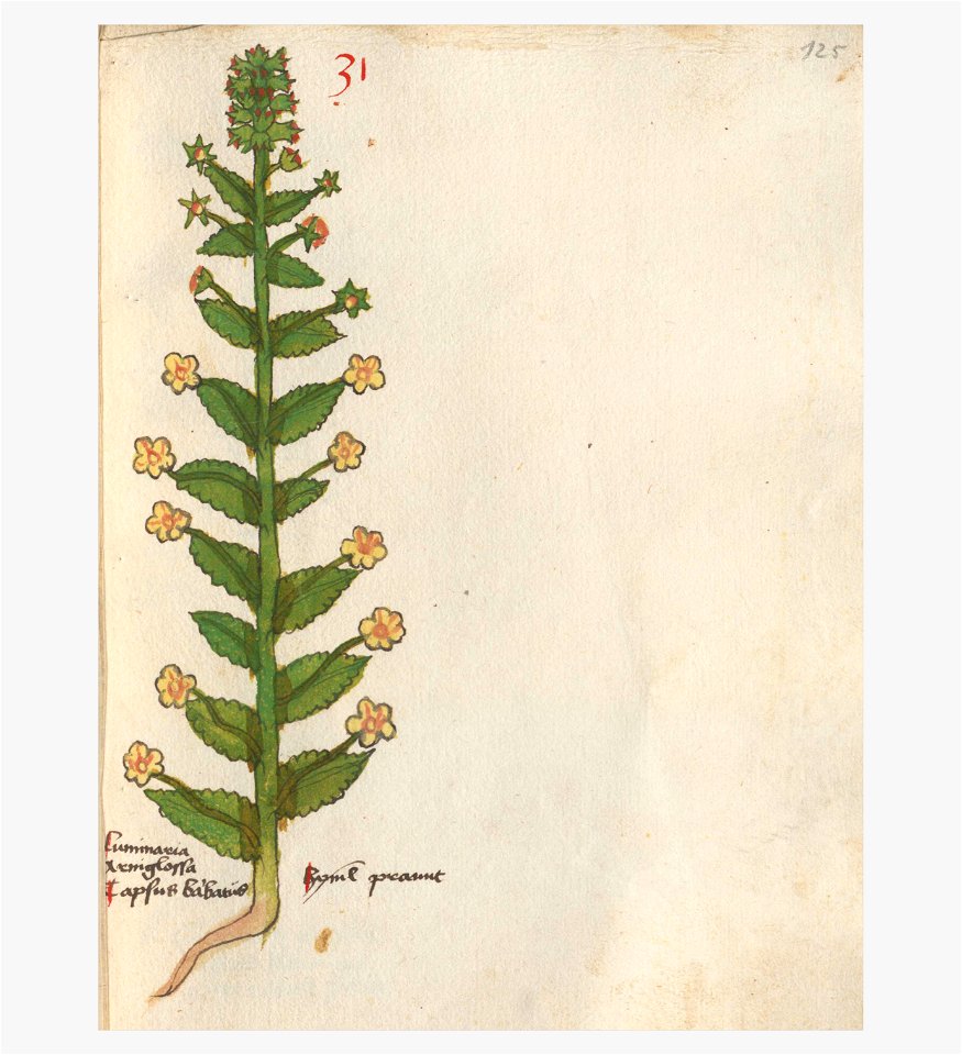 125 Auslasser Verbascum nigrum