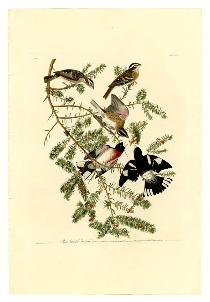 127 Rose-breasted Grosbeak