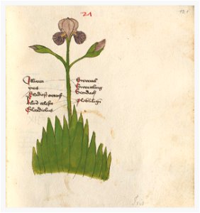 121 Auslasser Iris germanica