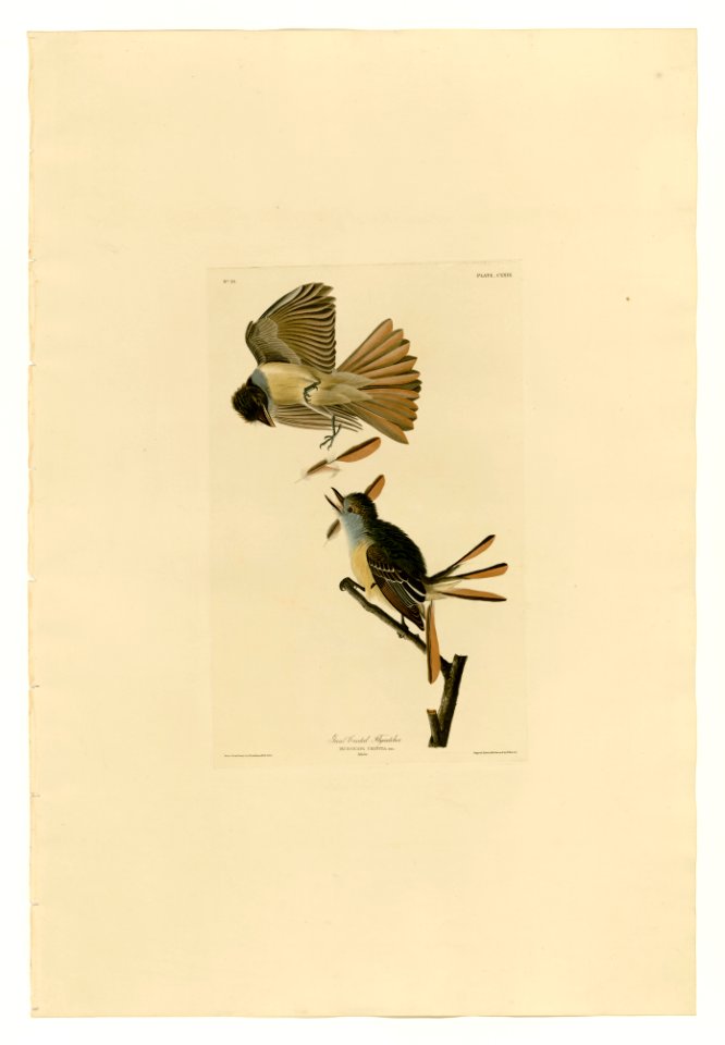 129 Great Crested Flycatcher