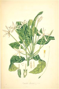 13 Oxyanthus speciosus - John Lindley - Collectanea botanica (1821)